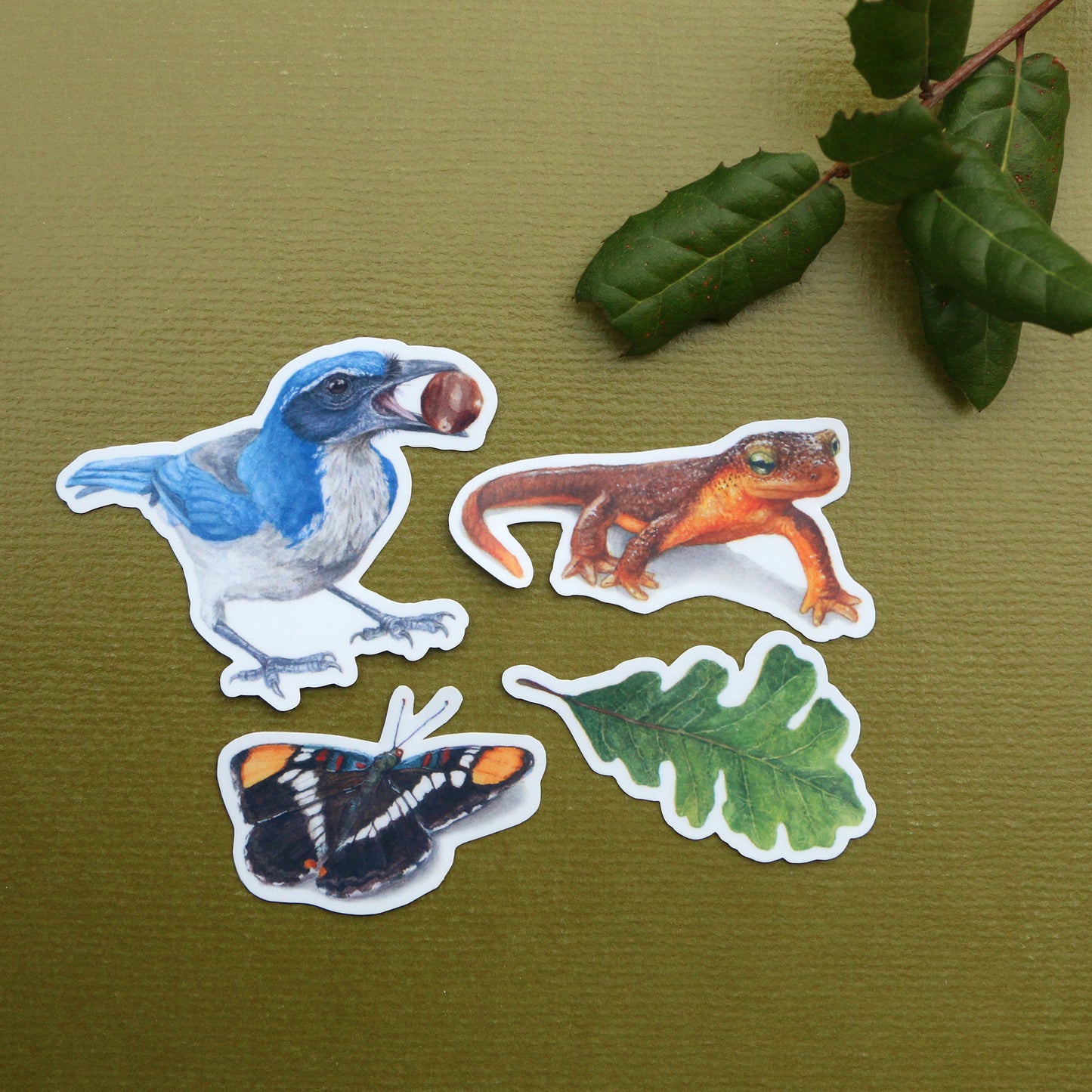 Oak Woodlands Vinyl Stickers: CA Newt, Scrub Jay, Valley Oak, CA Sister