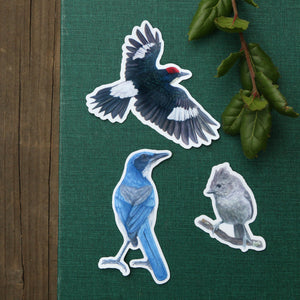 Oak Birds Sticker Set, Three Vinyl Stickers: Acorn Woodpecker, Scrub Jay, Oak Titmouse