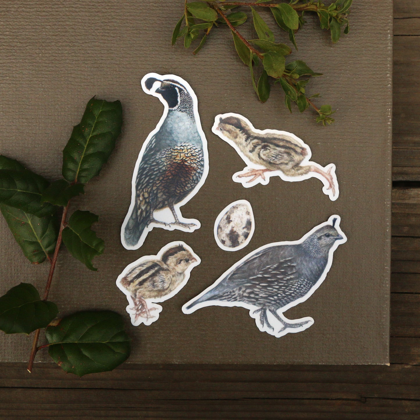 Quail Covey Vinyl Stickers: Male and Female Quail, 2 chicks, egg