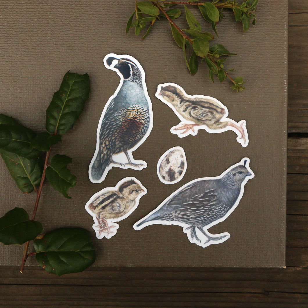 Quail Covey Five Vinyl Stickers: Male and Female Quail, 2 chicks, quail egg