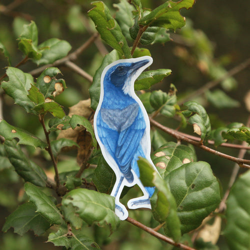 Load image 1 in gallery view. Oak Birds Vinyl Stickers: Acorn Woodpecker, Scrub Jay, Oak Titmouse