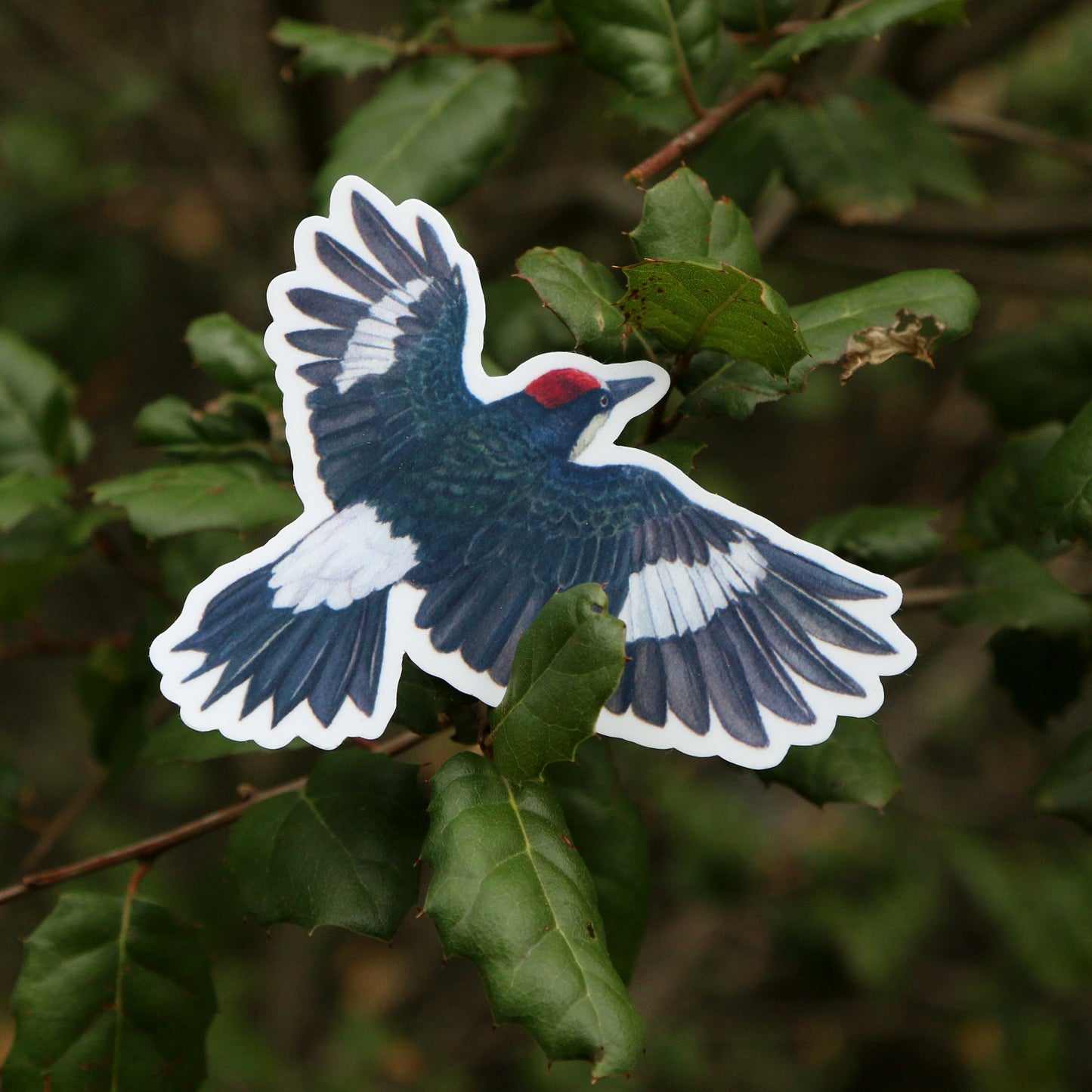 Oak Birds Vinyl Stickers: Acorn Woodpecker, Scrub Jay, Oak Titmouse