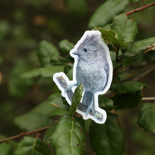 Load image 1 in gallery view. Oak Birds Vinyl Stickers: Acorn Woodpecker, Scrub Jay, Oak Titmouse