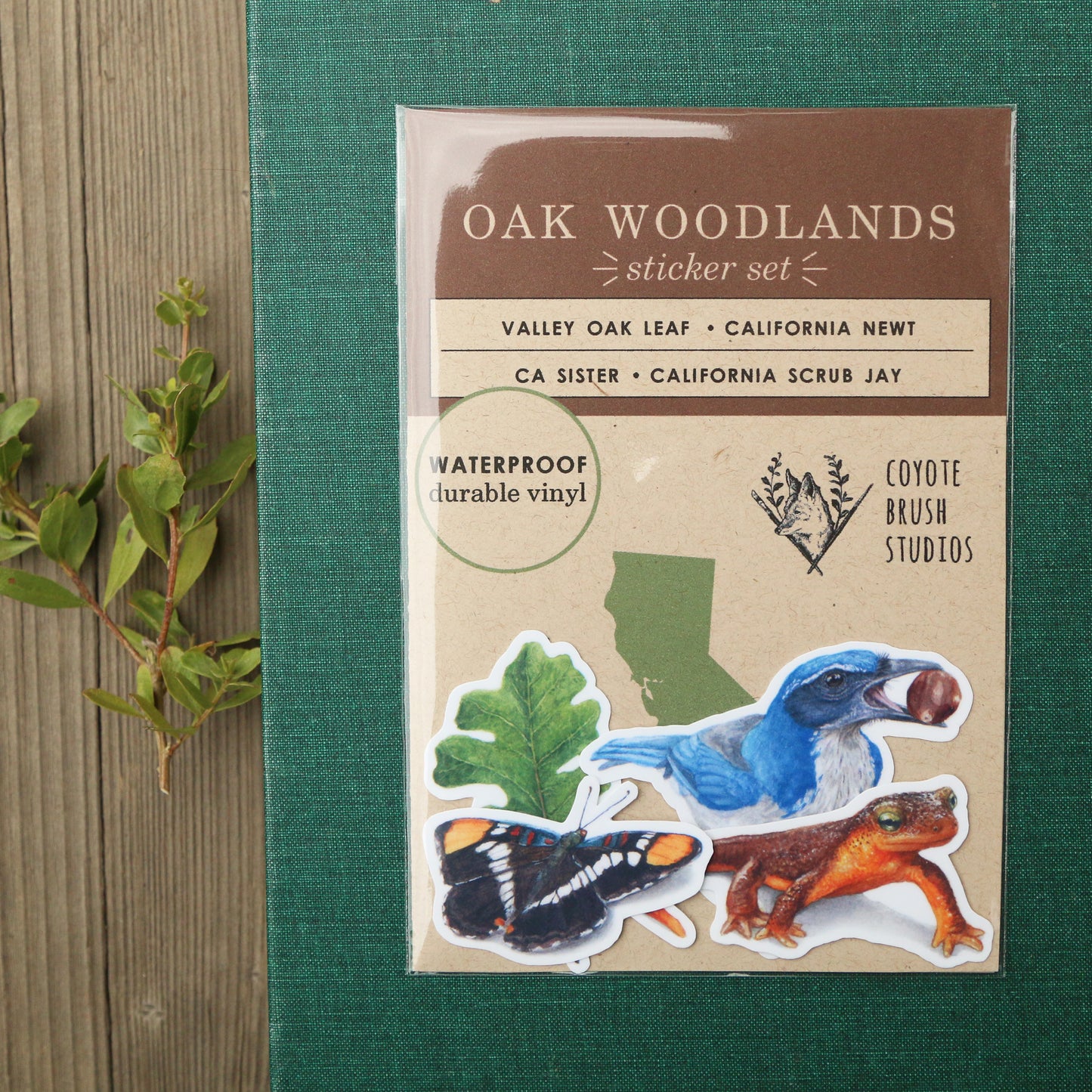 Oak Woodlands Vinyl Stickers: CA Newt, Scrub Jay, Valley Oak, CA Sister