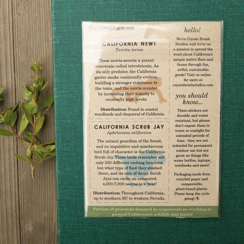 Load image 1 in gallery view. Oak Woodlands Vinyl Stickers: CA Newt, Scrub Jay, Valley Oak, CA Sister