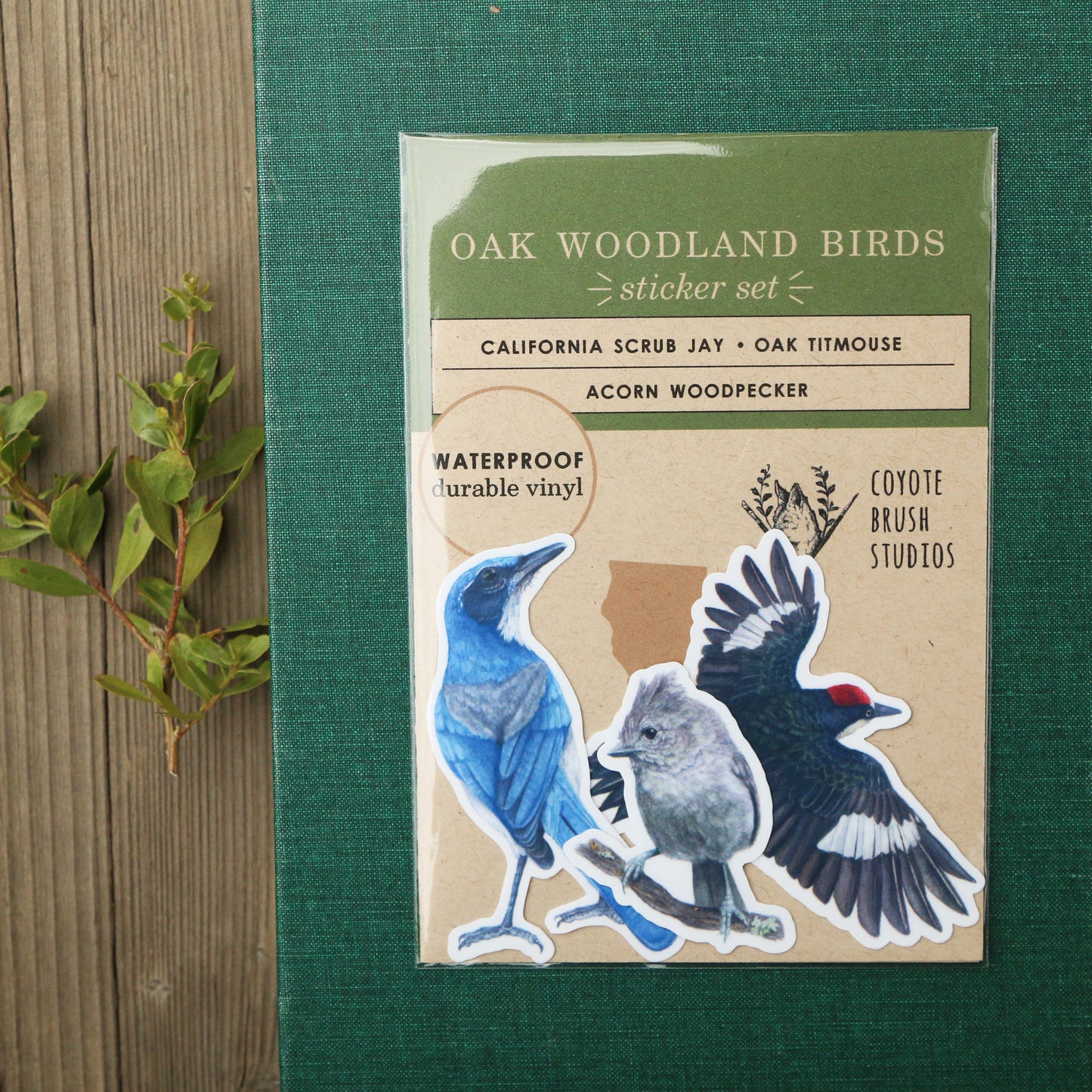 Oak Birds Vinyl Stickers: Acorn Woodpecker, Scrub Jay, Oak Titmouse