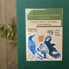 Oak Birds Sticker Set, Three Vinyl Stickers: Acorn Woodpecker, Scrub Jay, Oak Titmouse
