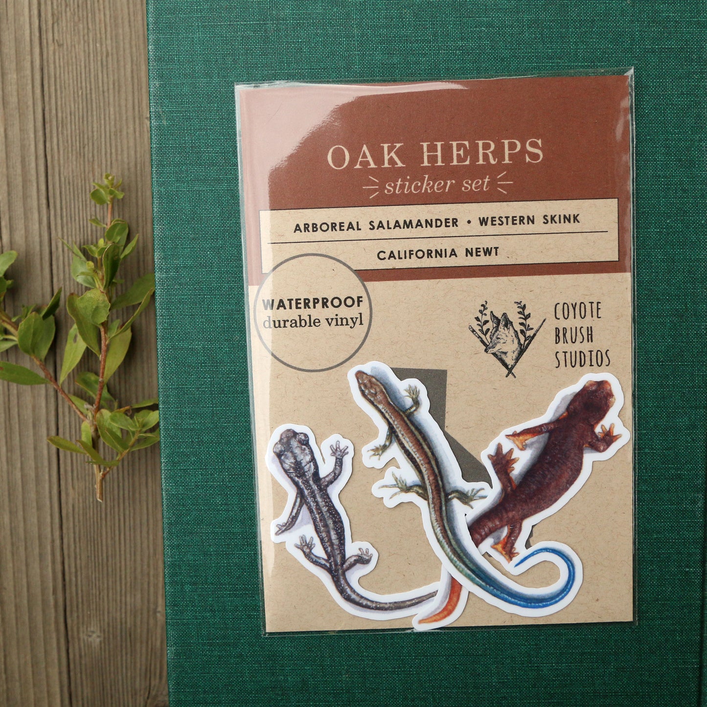 Oak Herps Vinyl Stickers: CA Newt, Arboreal Salamander, Western Skink