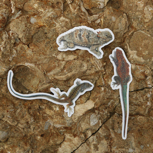 Load image 1 in gallery view. Chaparral Lizards Vinyl Stickers: Horned Lizard, Side-Blotched Lizard, CA Whiptail