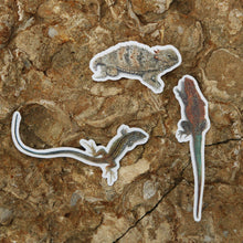 Chaparral Lizards Sticker Set, Three Vinyl Stickers: Horned Lizard, Side-Blotched Lizard, California Whiptail