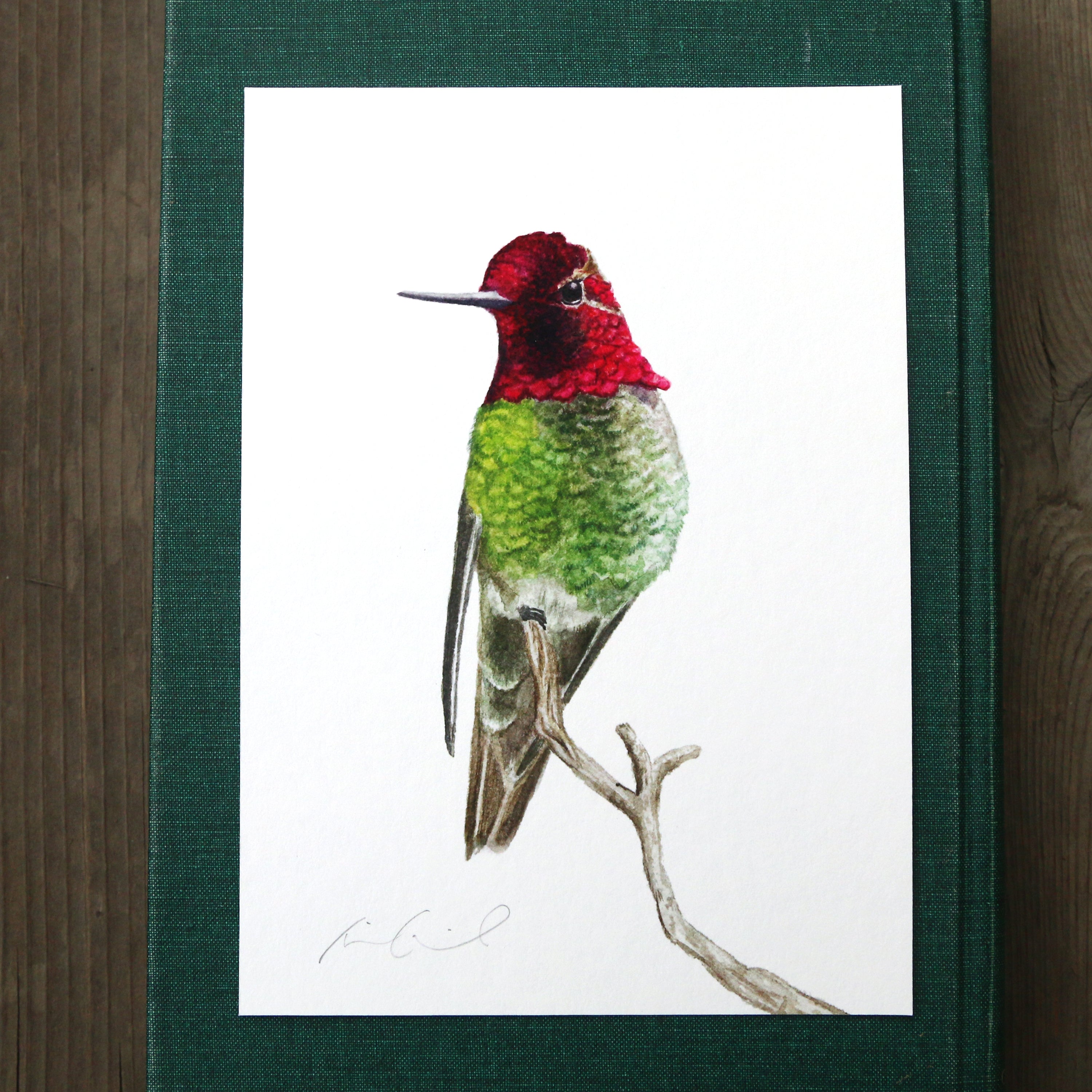 Perching Anna's Hummingbird 5x7 Print - Native California Wildlife, Watercolor print