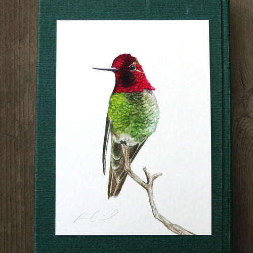 Load image 1 in gallery view. Perching Anna's Hummingbird 5x7 Print - Native California Wildlife, Watercolor print