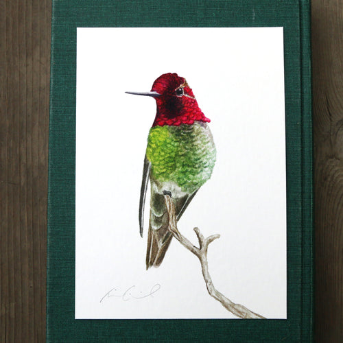 Perching Anna's Hummingbird 5x7 Print - Native California Wildlife, Watercolor print, Bird Print, Birding Gift, Birdwatcher Gift