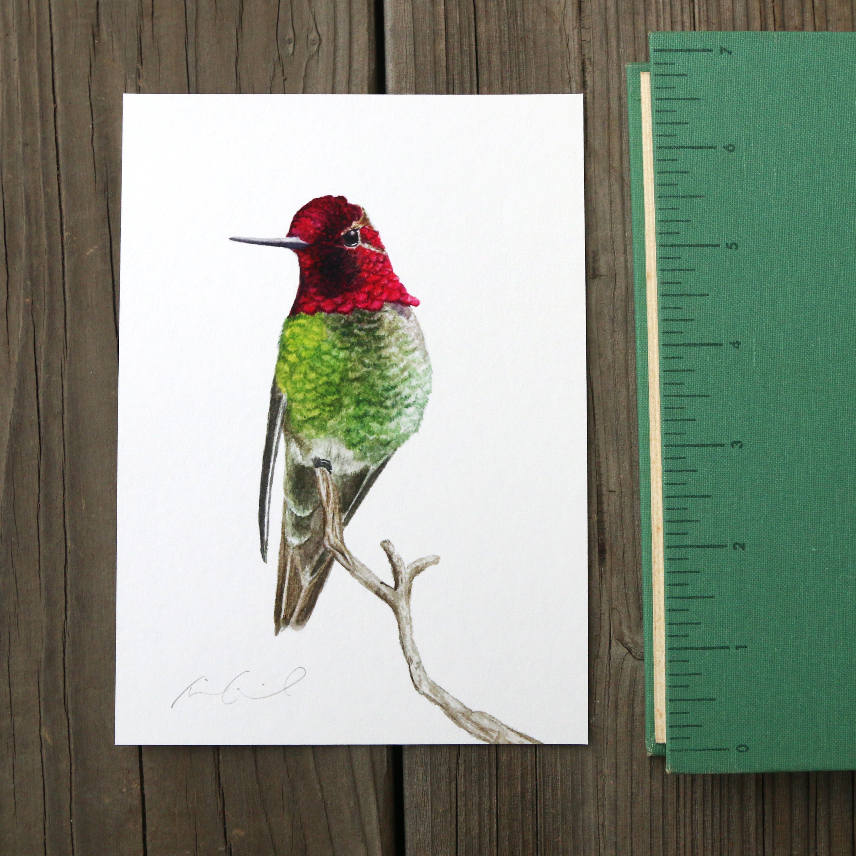 Perching Anna's Hummingbird 5x7 Print - Native California Wildlife, Watercolor print