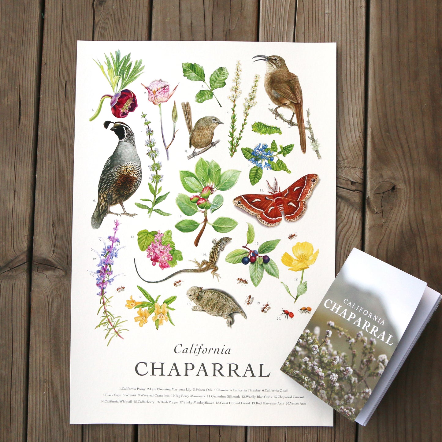 California Chaparral Poster