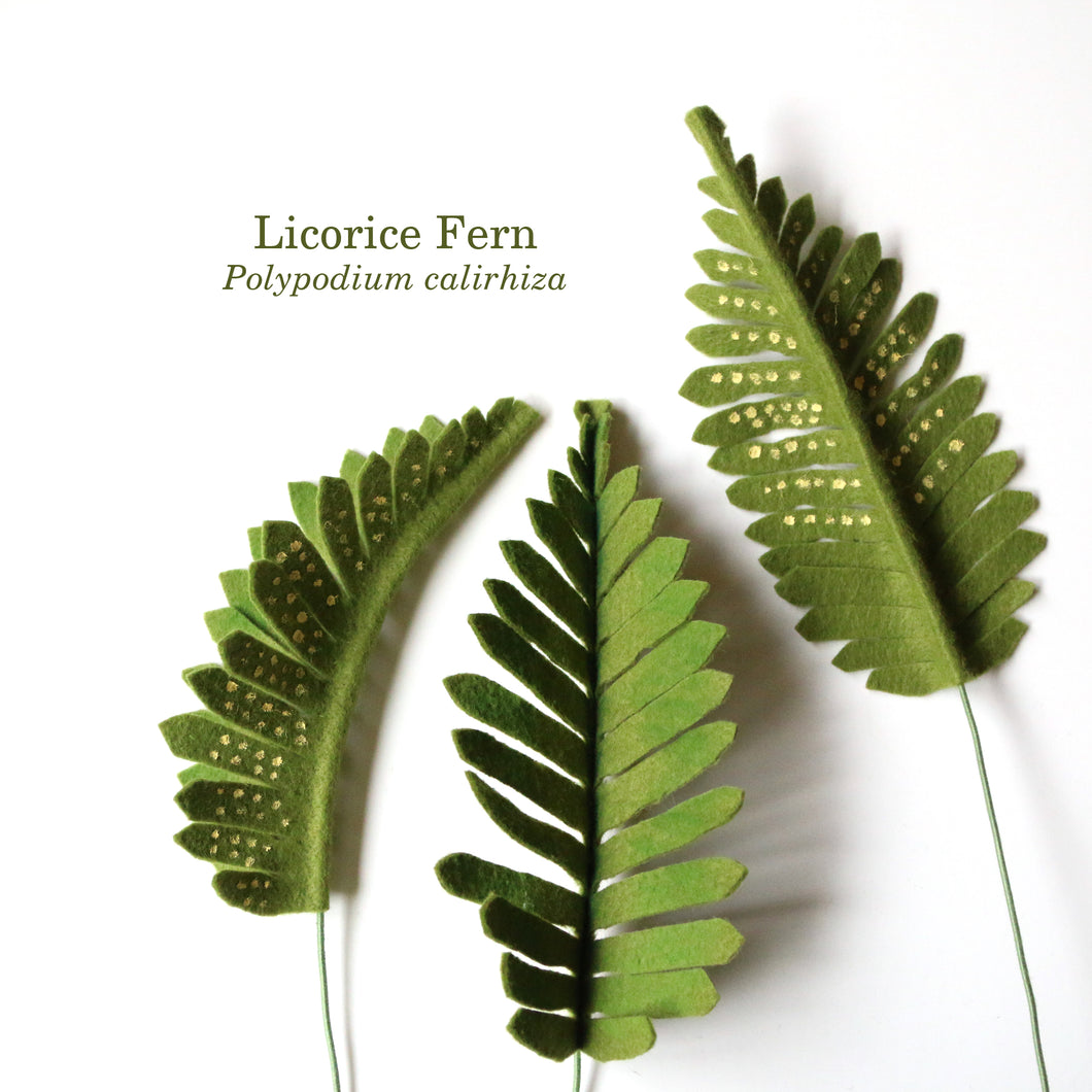 Licorice Fern - Polypodium glycyrrhiza - felt flora, fiber sculpture