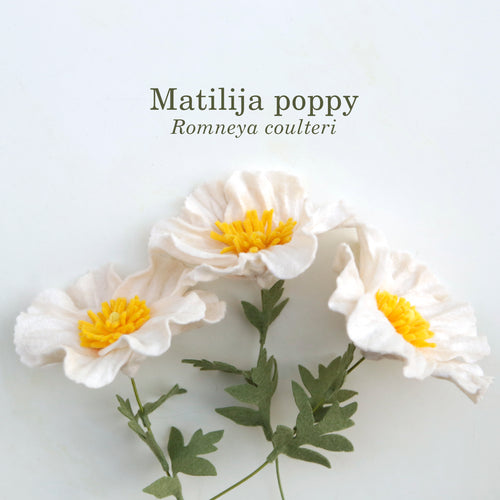 Load image 1 in gallery view. Matilija poppy - Romneya coulteri  - fiber sculpture, felt flower
