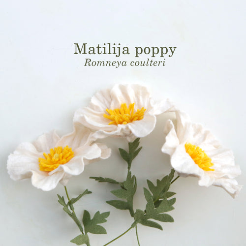 Matilija poppy - Romneya coulteri  - fiber sculpture, felt flower