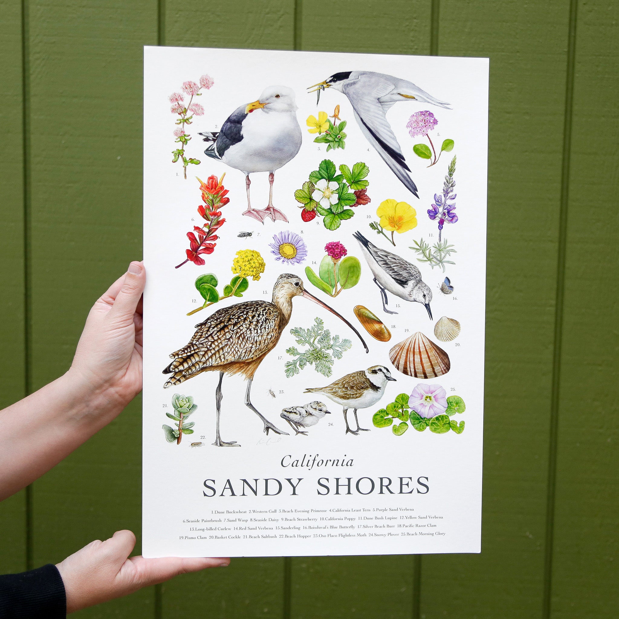 California Sandy Shores Poster