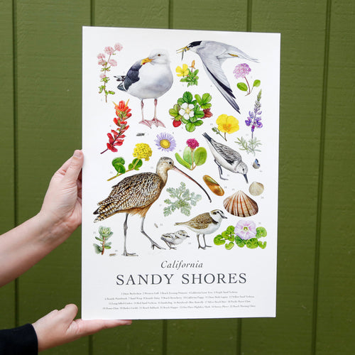 Load image 1 in gallery view. California Sandy Shores Poster