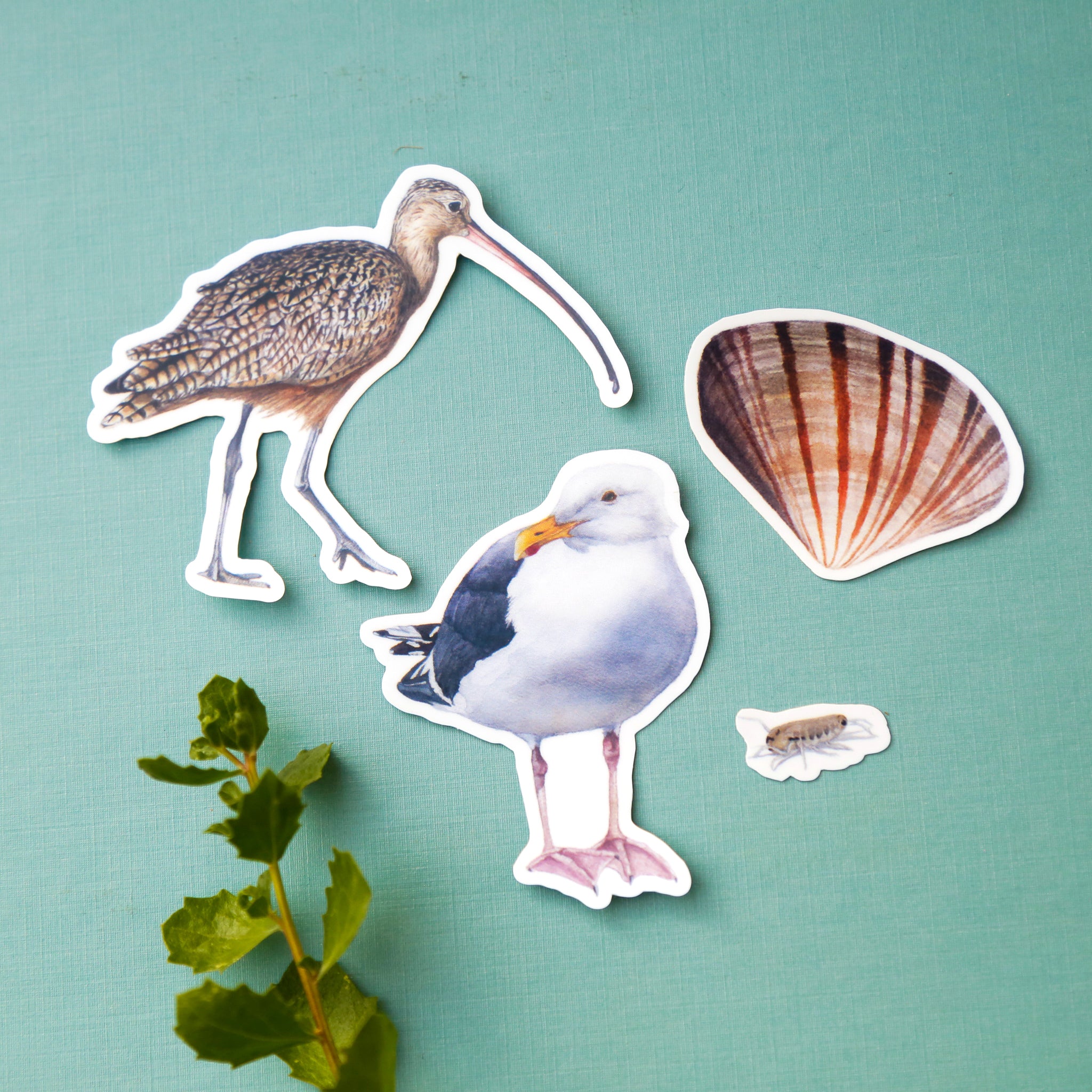 Water's Edge Vinyl Stickers: Long-Billed Curlew, Western Gull, Pismo Clam, Beach Hopper
