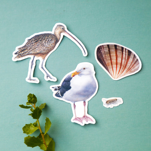 Water's Edge Sticker Set, Four Vinyl Stickers: Long-Billed Curlew, Western Gull, Pismo Clam, Beach Hopper