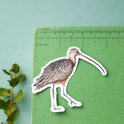 Load image 1 in gallery view. Water's Edge Vinyl Stickers: Long-Billed Curlew, Western Gull, Pismo Clam, Beach Hopper