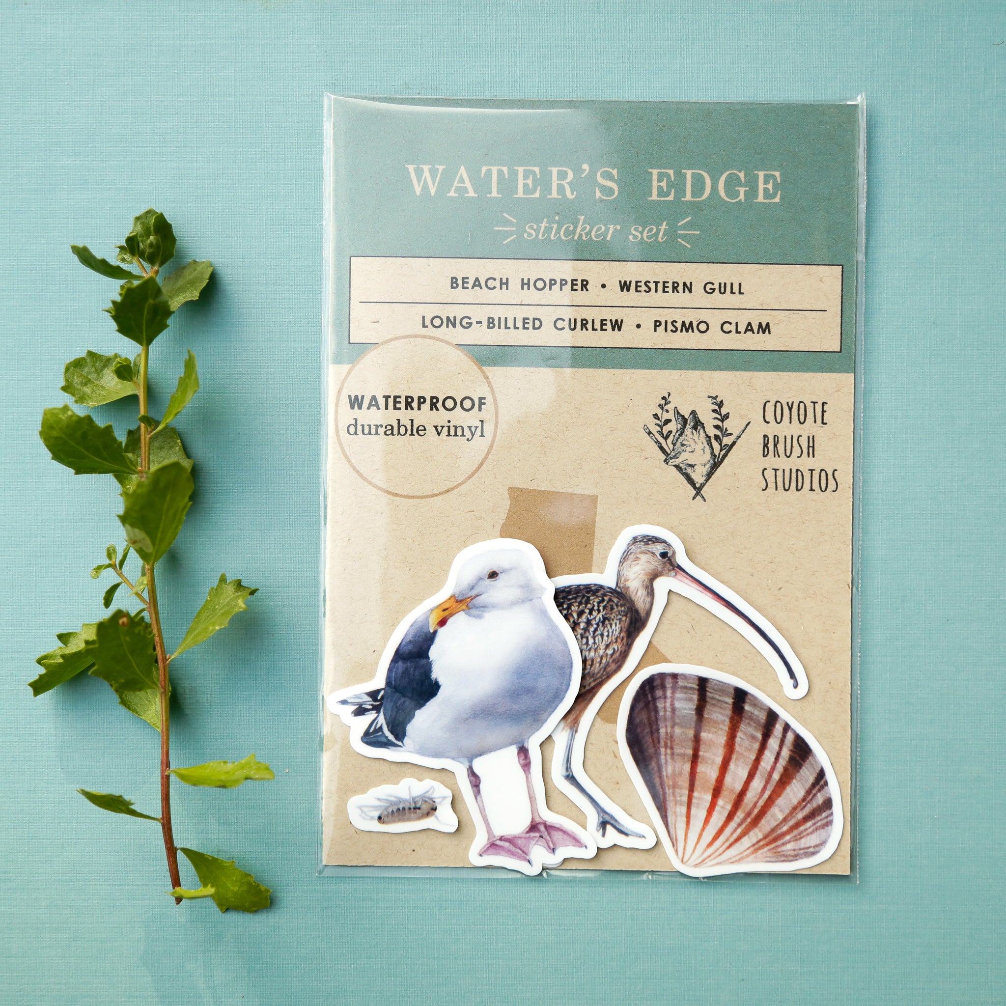 Water's Edge Vinyl Stickers: Long-Billed Curlew, Western Gull, Pismo Clam, Beach Hopper