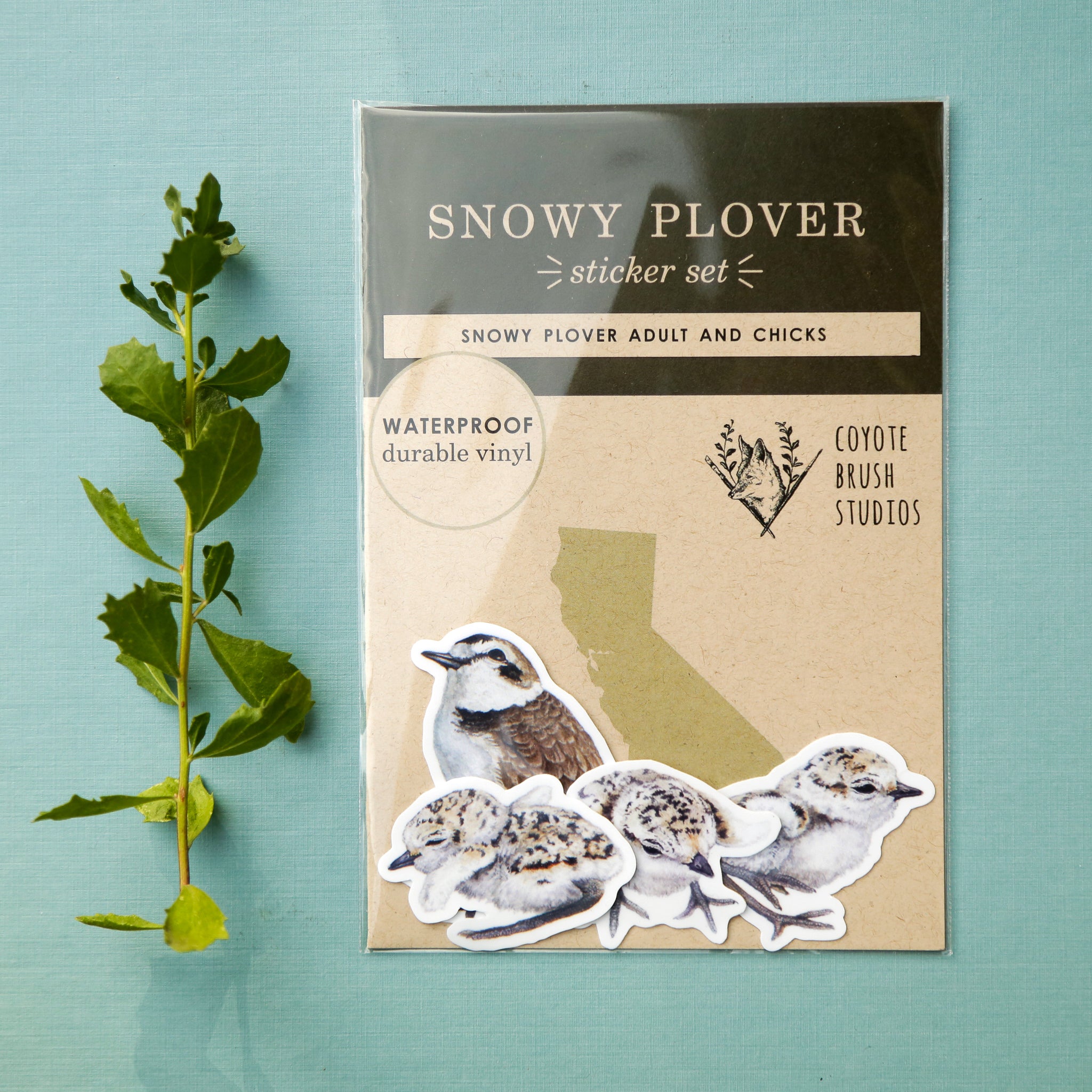 Snowy Plovers Vinyl Stickers: Adult and Chick Snowy Plovers