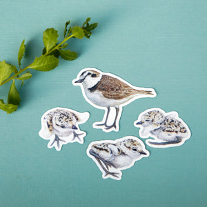 Snowy Plovers Sticker Set, Four Vinyl Stickers: Adult and Chick Snowy Plovers