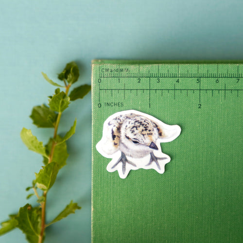 Load image 1 in gallery view. Snowy Plovers Vinyl Stickers: Adult and Chick Snowy Plovers