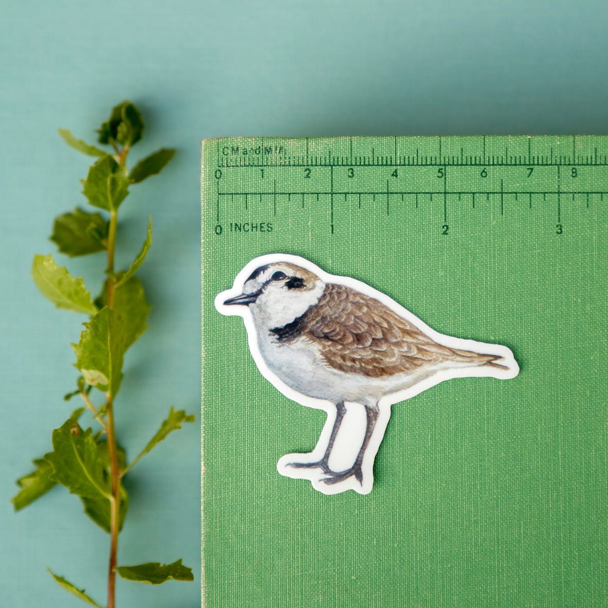 Snowy Plovers Vinyl Stickers: Adult and Chick Snowy Plovers