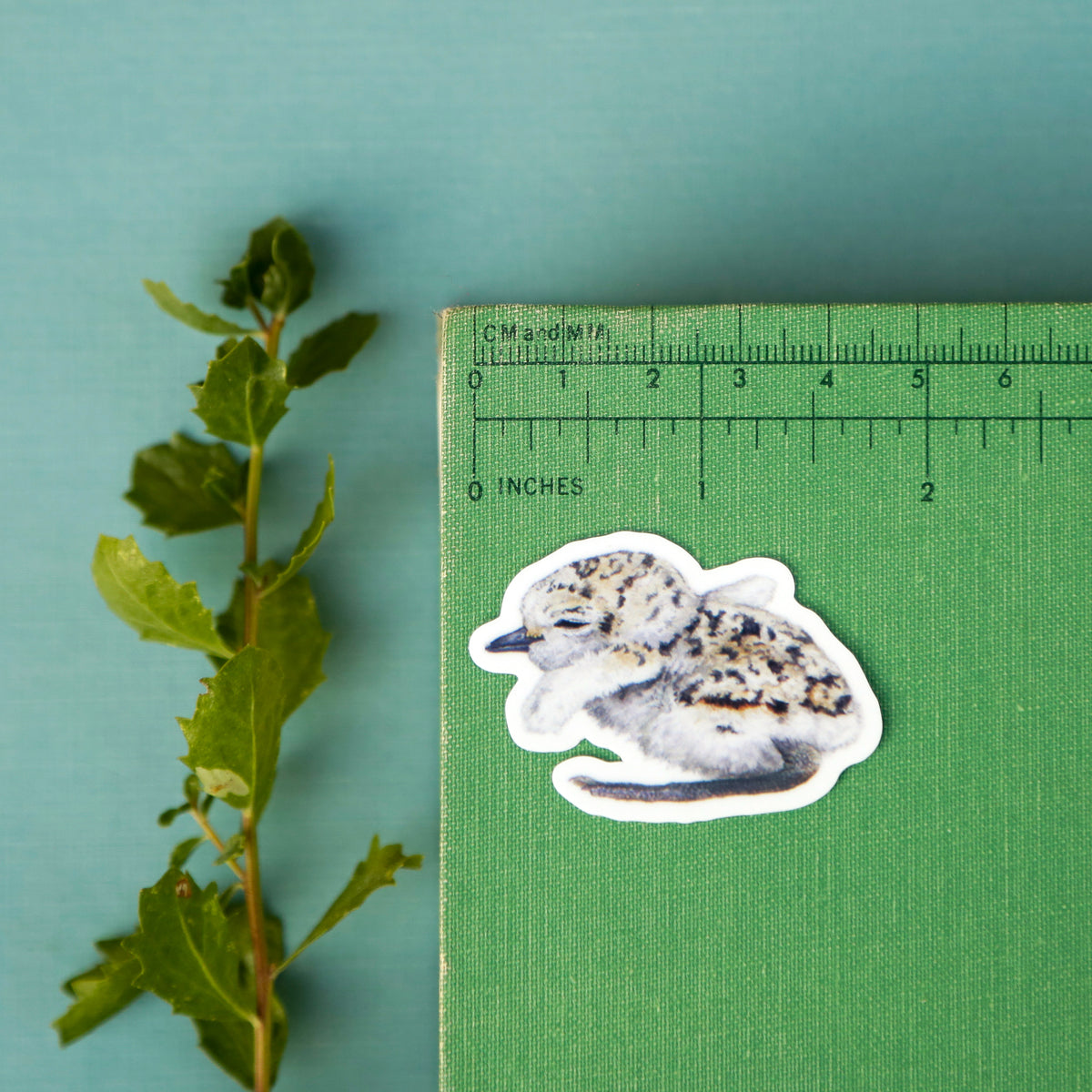 Snowy Plovers Vinyl Stickers: Adult and Chick Snowy Plovers
