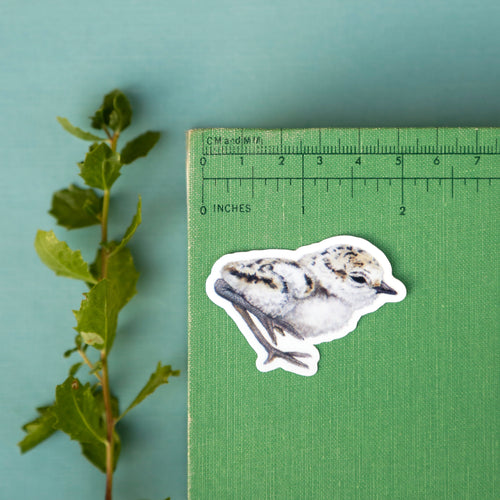 Load image 1 in gallery view. Snowy Plovers Vinyl Stickers: Adult and Chick Snowy Plovers