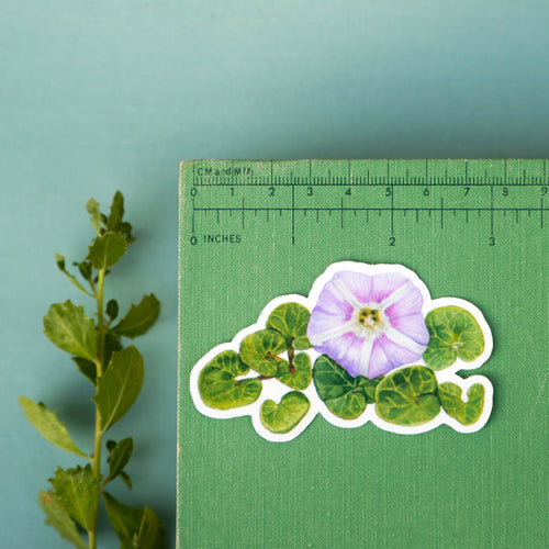 Load image 1 in gallery view. Beach Wildflowers Vinyl Stickers: Beach Morninglory, Beach Evening Primrose, Seaside Paintbrush, Seaside Daisy
