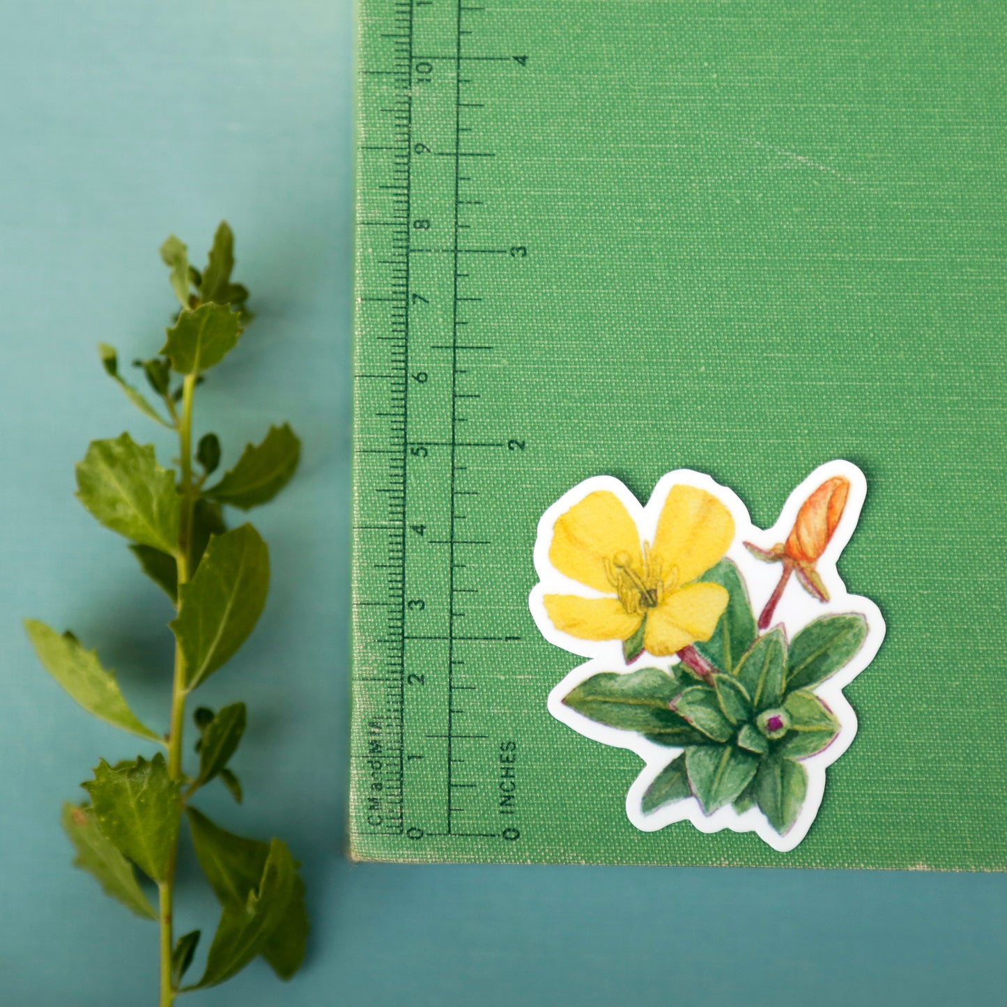 Beach Wildflowers Vinyl Stickers: Beach Morninglory, Beach Evening Primrose, Seaside Paintbrush, Seaside Daisy