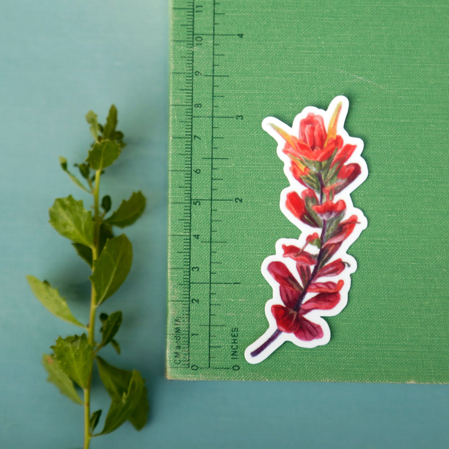 Beach Wildflowers Vinyl Stickers: Beach Morninglory, Beach Evening Primrose, Seaside Paintbrush, Seaside Daisy