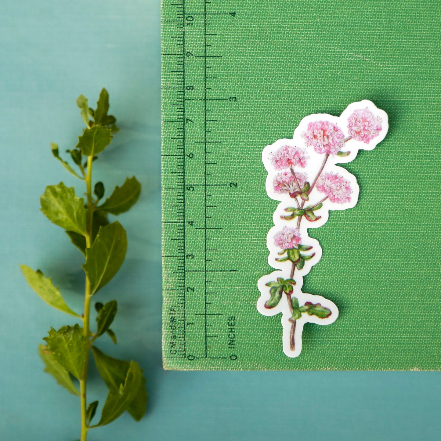 Coastal Dunes Vinyl Stickers: Buckwheat, Poppy, Lupine, butterfly, sand wasp