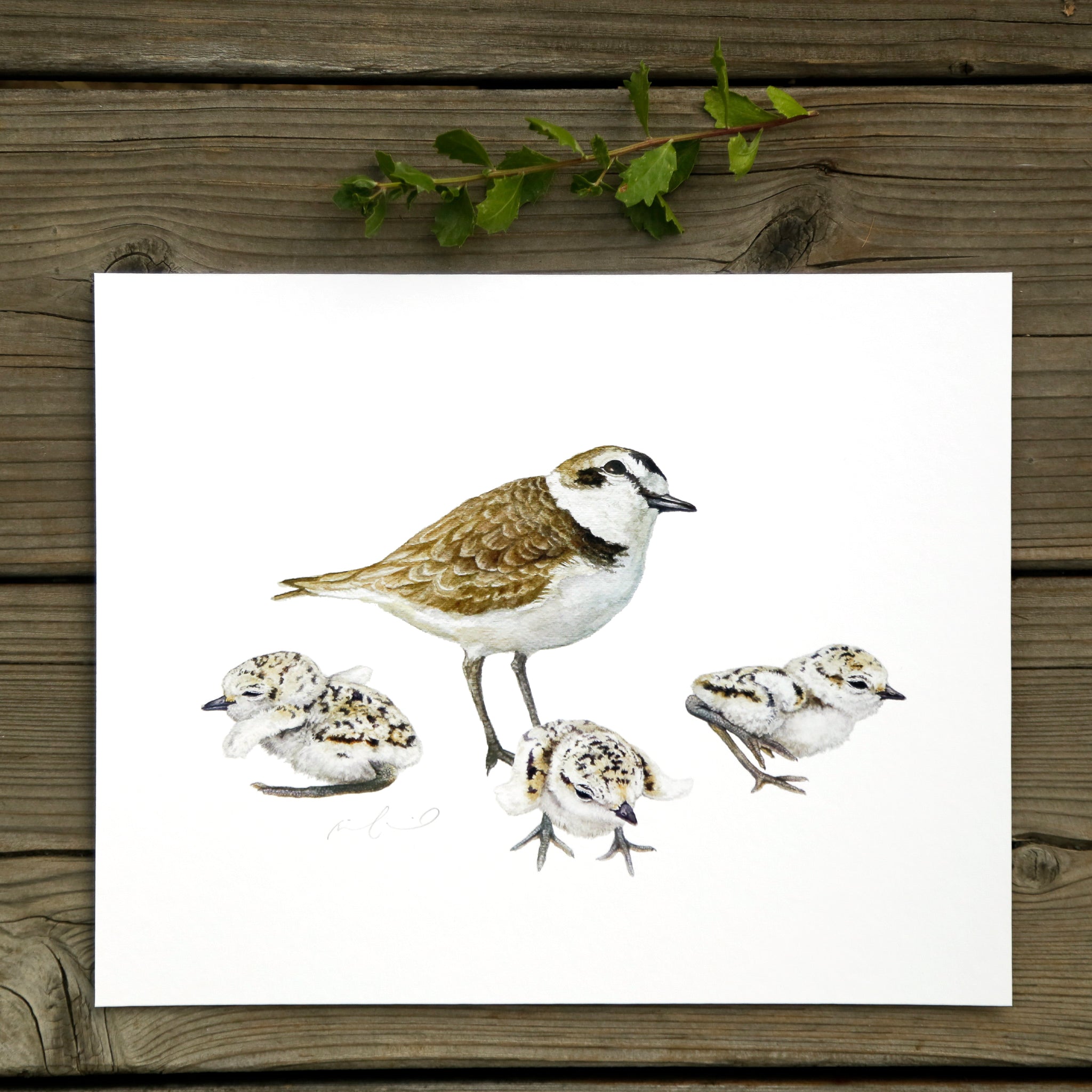 Snowy Plover Family 8x10 Print - Native California Wildlife, Bird Print
