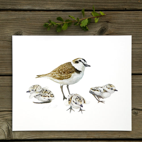 Load image 1 in gallery view. Snowy Plover Family 8x10 Print - Native California Wildlife, Bird Print