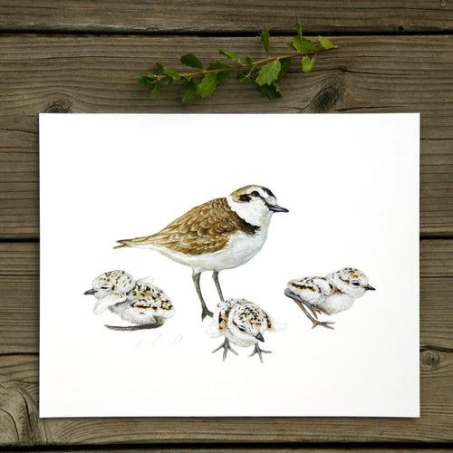 Snowy Plover Family 8x10 Print - Native California Wildlife, Bird Print, Birder gift