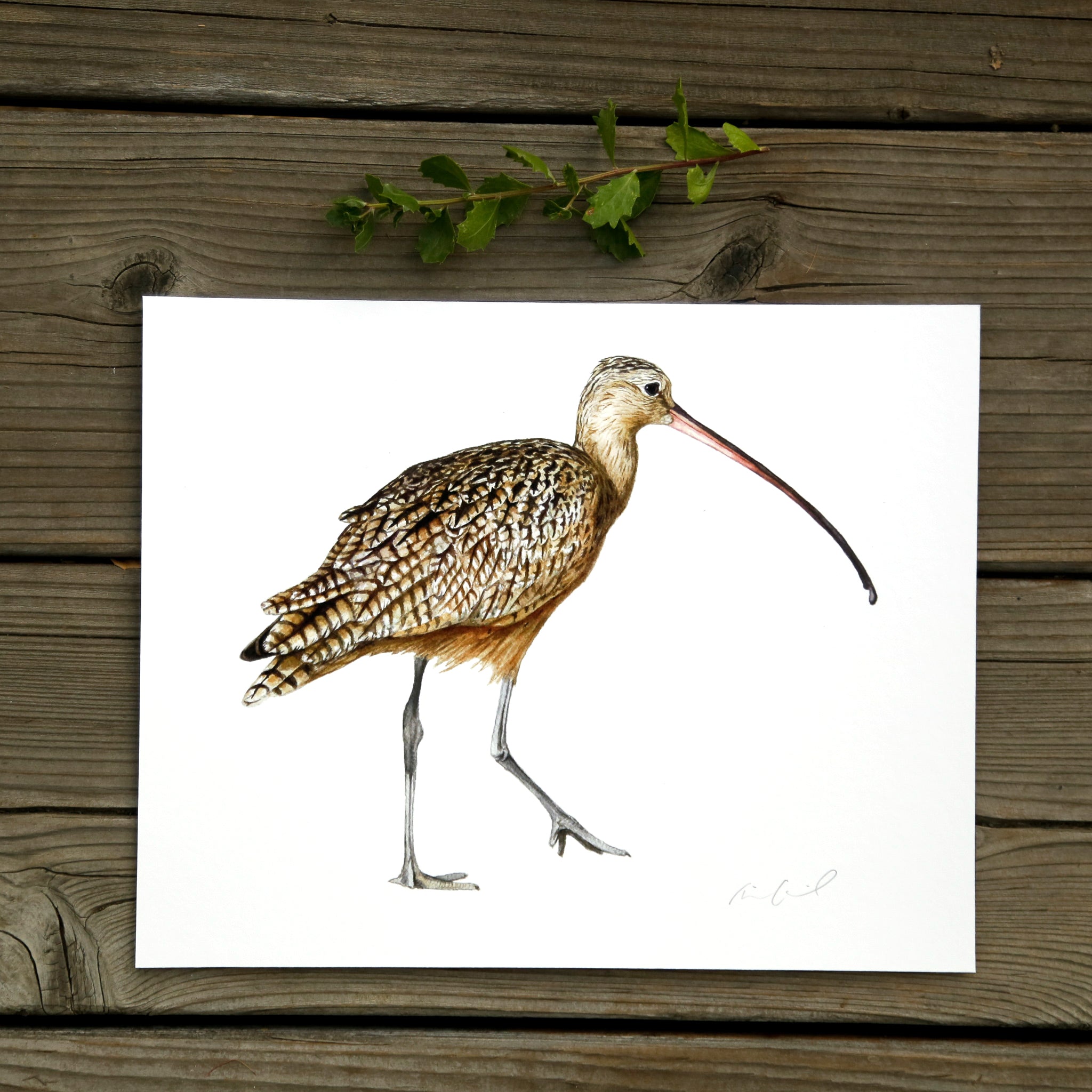 Long-Billed Curlew 8x10 Print - Native California Wildlife, Bird Print