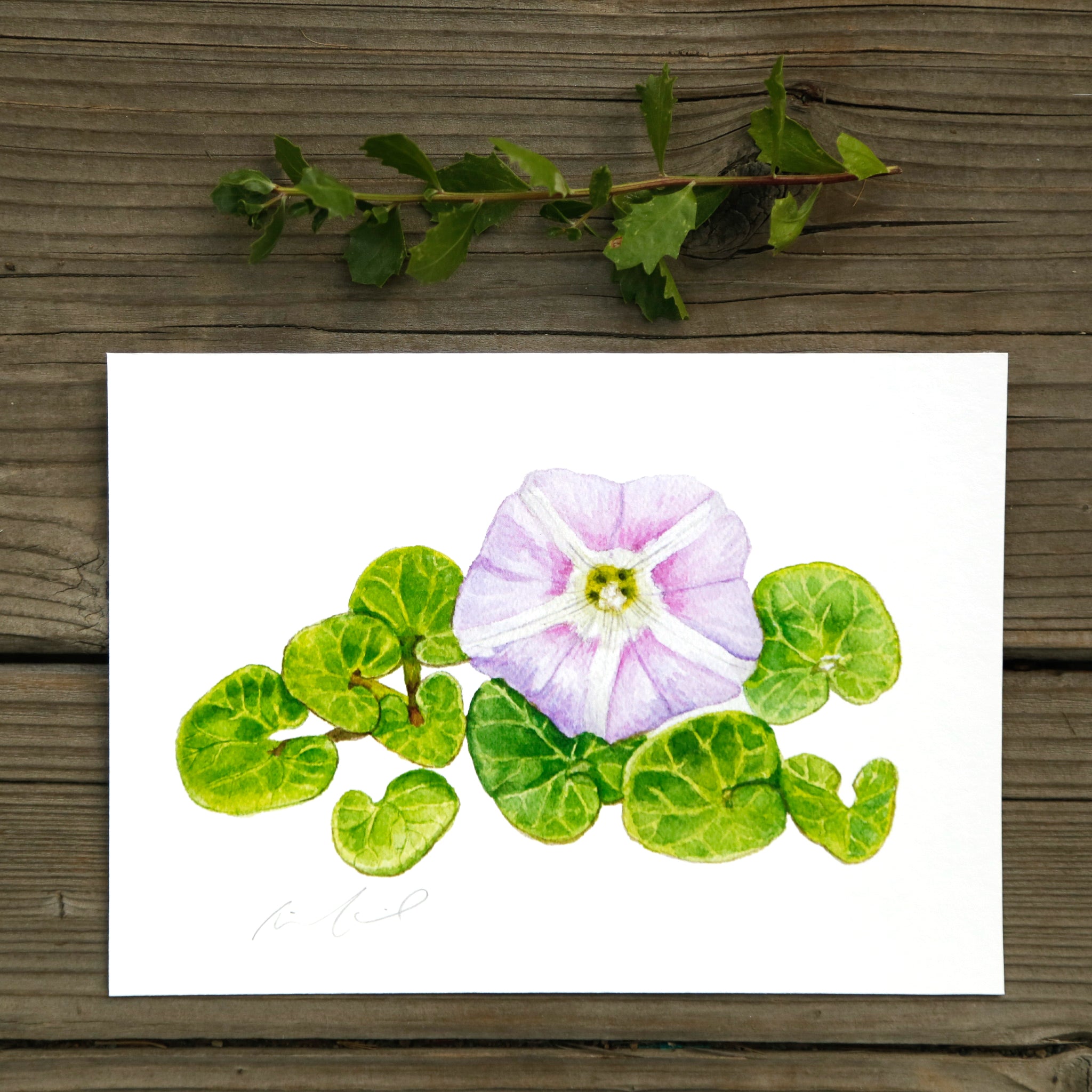 Beach Morninglory 5x7 Print - Native California Wildflower, Watercolor Print, Native Flora
