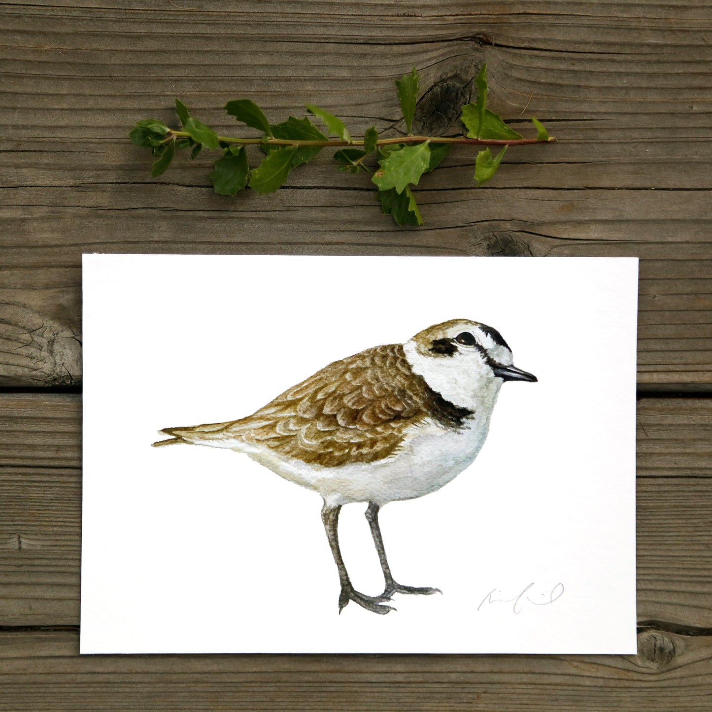 Snowy Plover 5x7 Print - Threatened Bird Art Print, Bird Print
