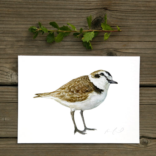 Load image 1 in gallery view. Snowy Plover 5x7 Print - Threatened Bird Art Print, Bird Print