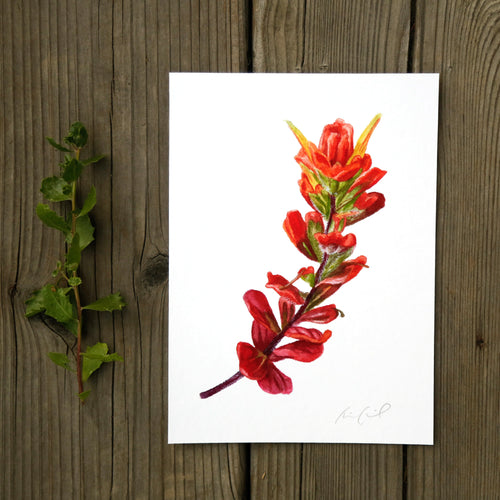 Load image 1 in gallery view. Seaside Paintbrush 5x7 Print - Native California Wildflower, Watercolor Print, Native Flora