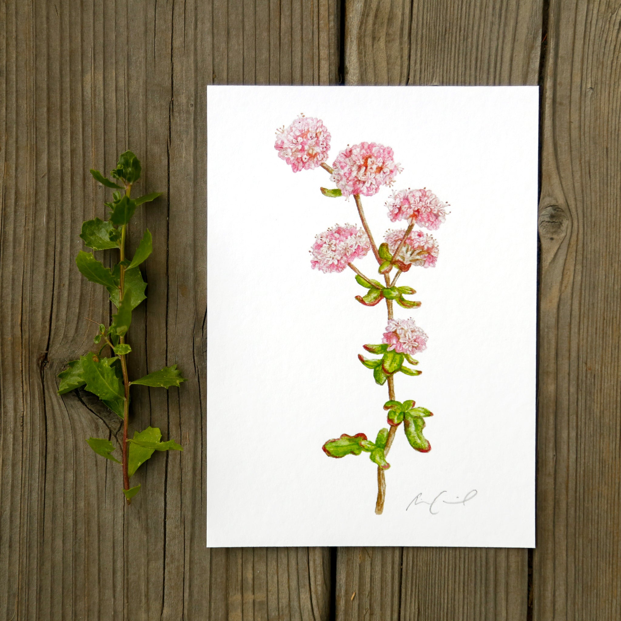 Dune Buckwheat 5x7 Print - Native California Wildflower, Watercolor Print, Native Flora
