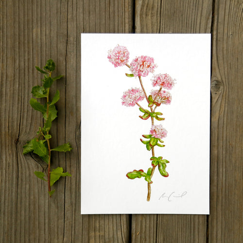 Load image 1 in gallery view. Dune Buckwheat 5x7 Print - Native California Wildflower, Watercolor Print, Native Flora