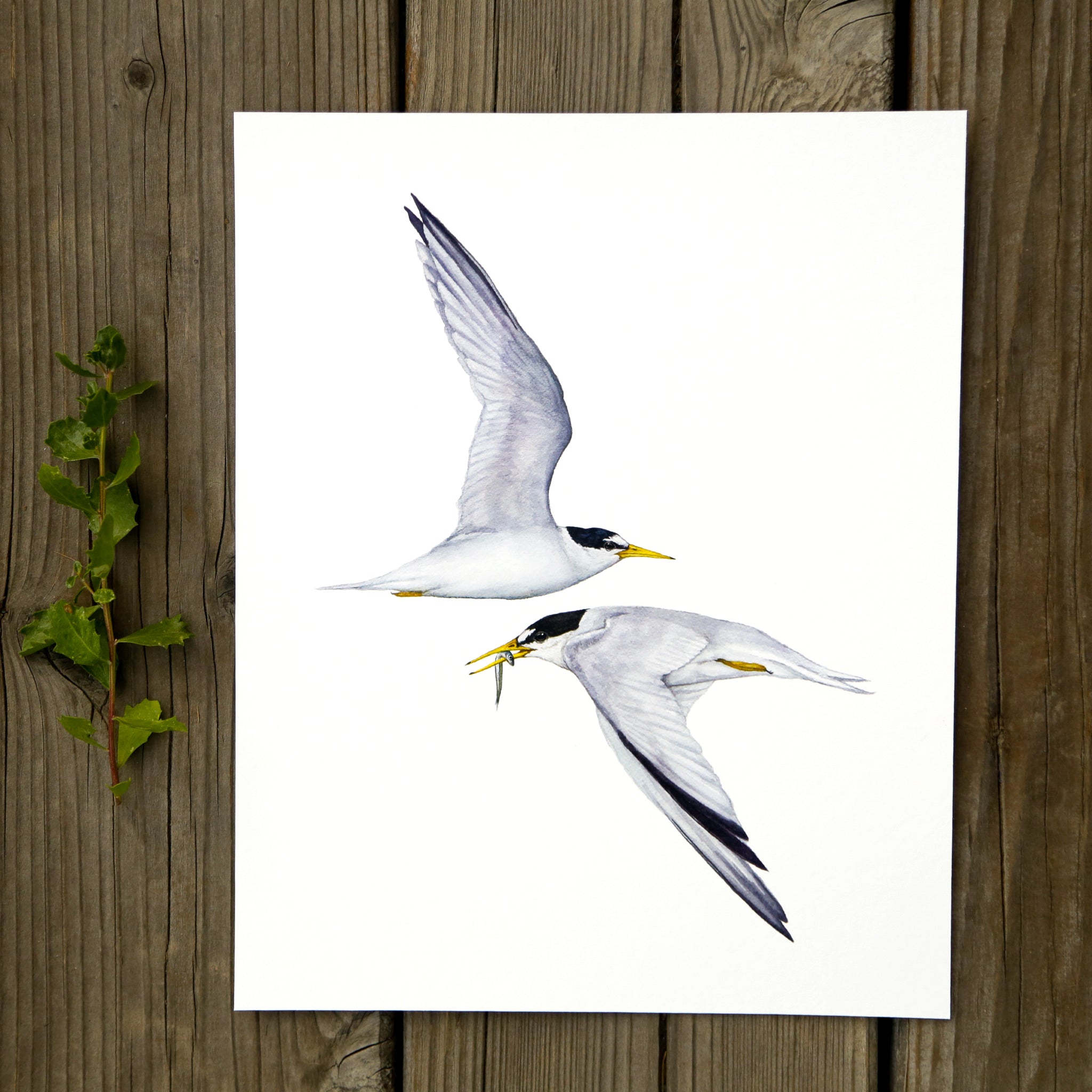 CA Least Terns 8x10 Print - Native California Wildlife, Bird Print