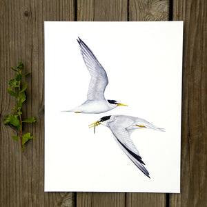 CA Least Terns 8x10 Print - Native California Wildlife, Bird Print, Birder gift